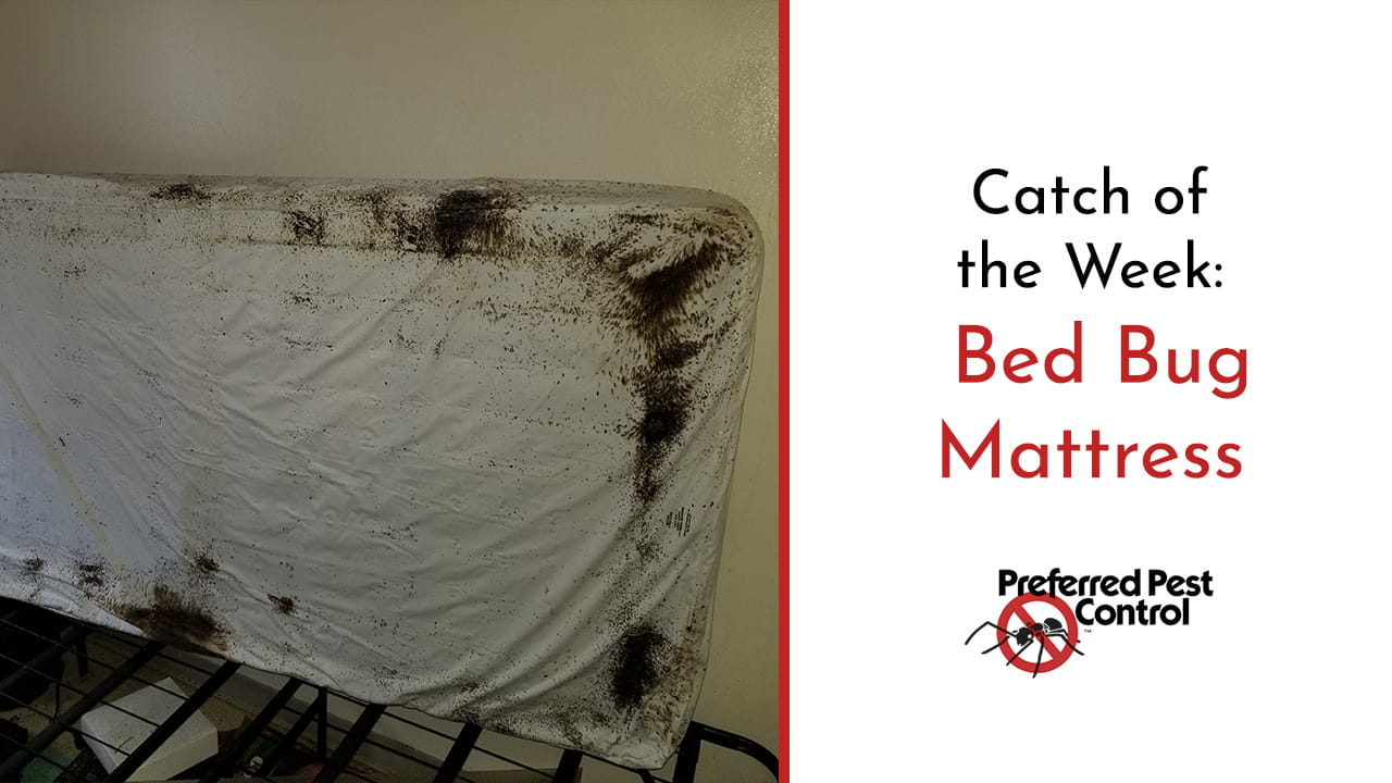bed bug infested mattress pictures